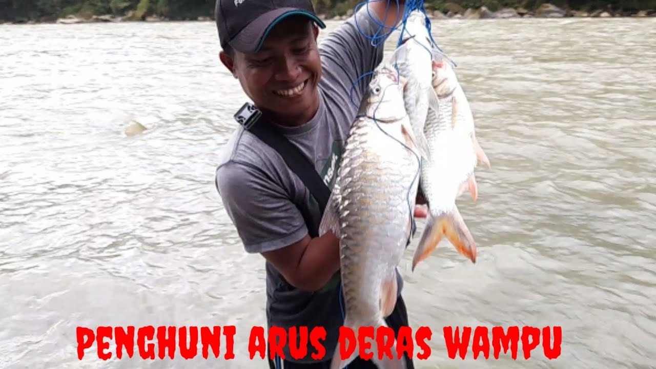 Mancing jurung/mahseer/sapan di arus deras pakai umpan usus ayam