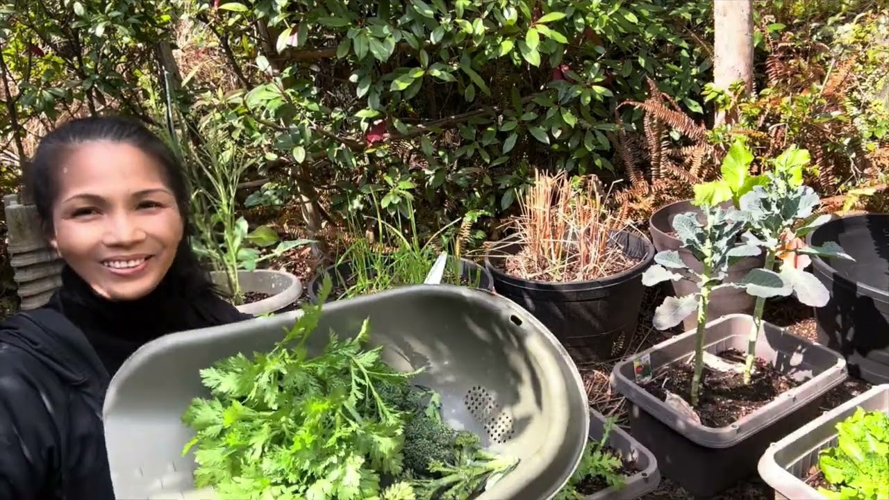 Trimmings and happy harvest week ~ story135 