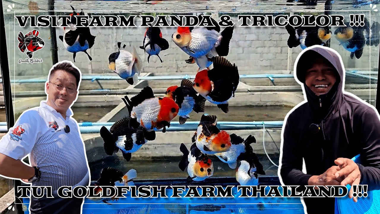 VISIT FARM PANDA & TRICOLOR !!! TUI GOLDFISH FARM THAILAND !!!