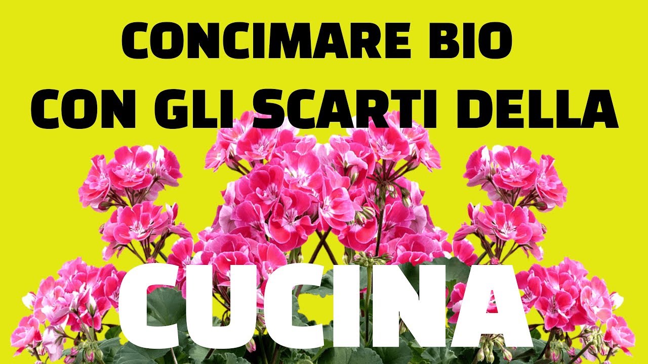 Concimare bio con scarti della cucina piante da fiore