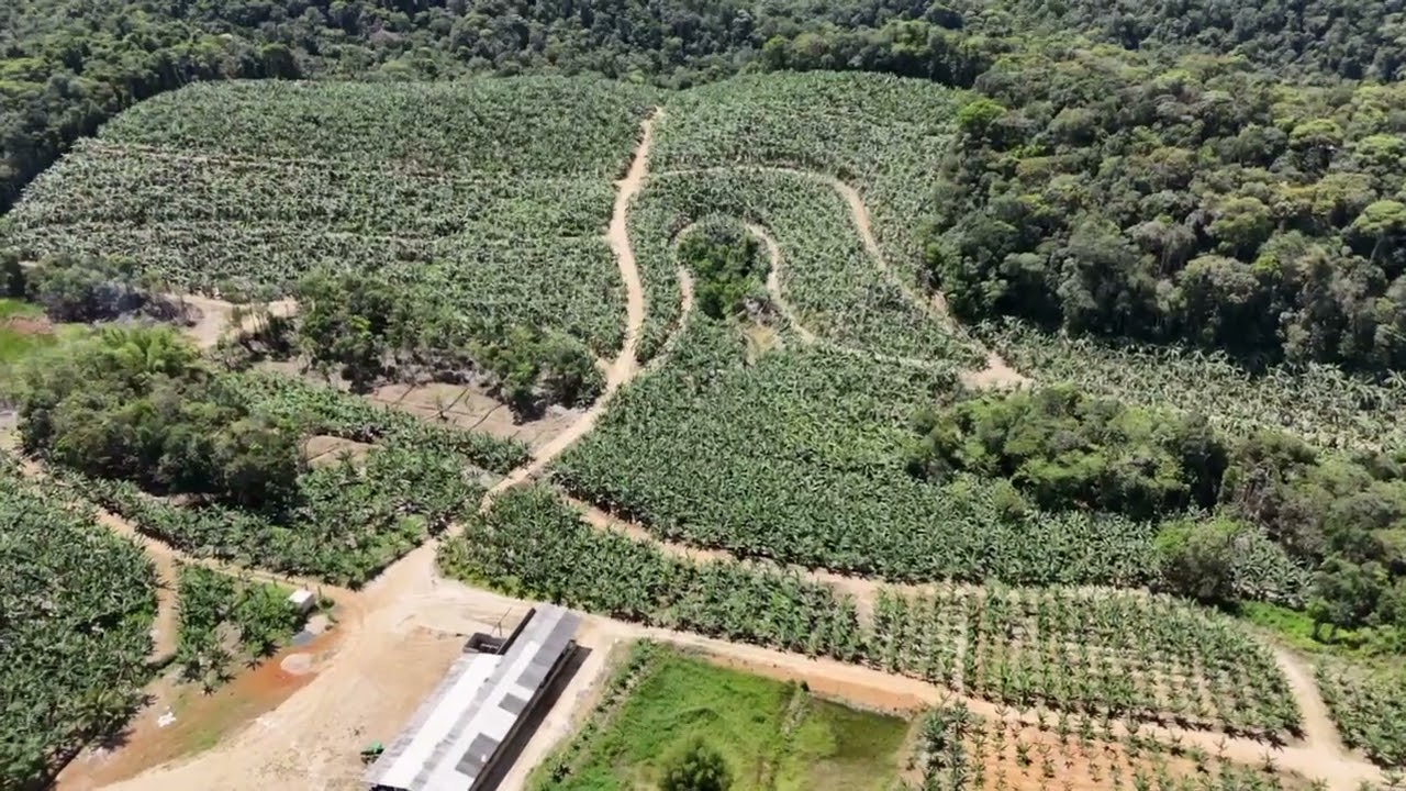   Bananal a venda no bairro usina , em plena produção: 13 997287650