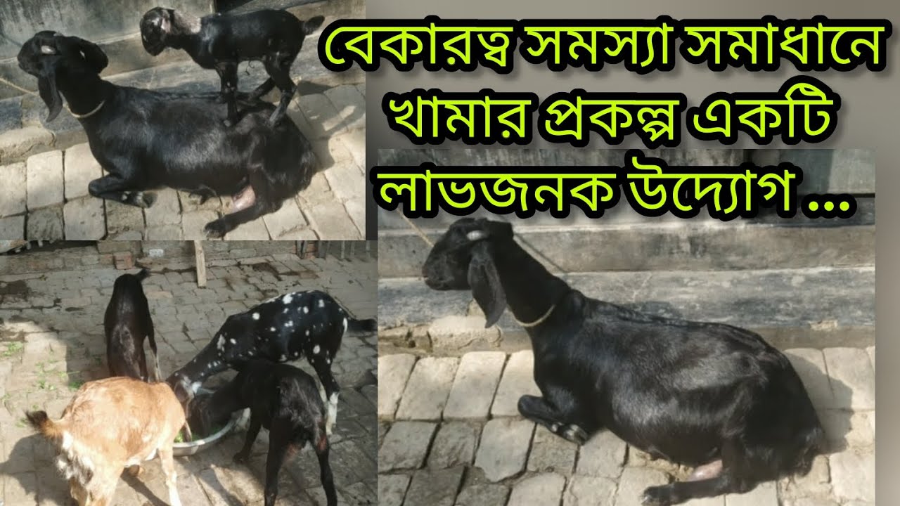 বেকারত্ব সমস্যা সমাধানে খামার প্রকল্প একটি লাভজনক উদ্যোগ।🐐🏡