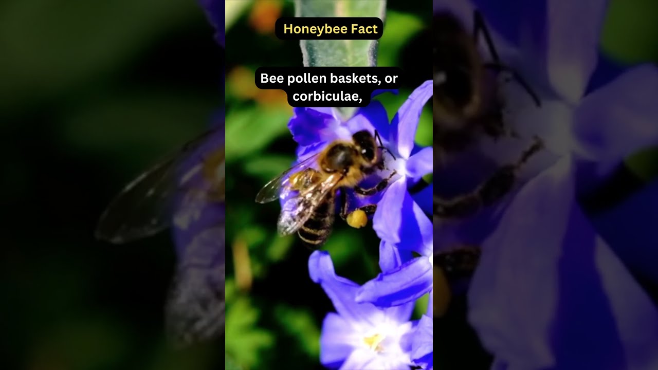 What Are Honeybee Pollen Sacs 🐝🌼 #beekeeping #honeybee