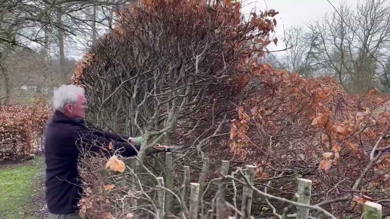Besk&aelig;ring af gammel b&oslash;geh&aelig;k