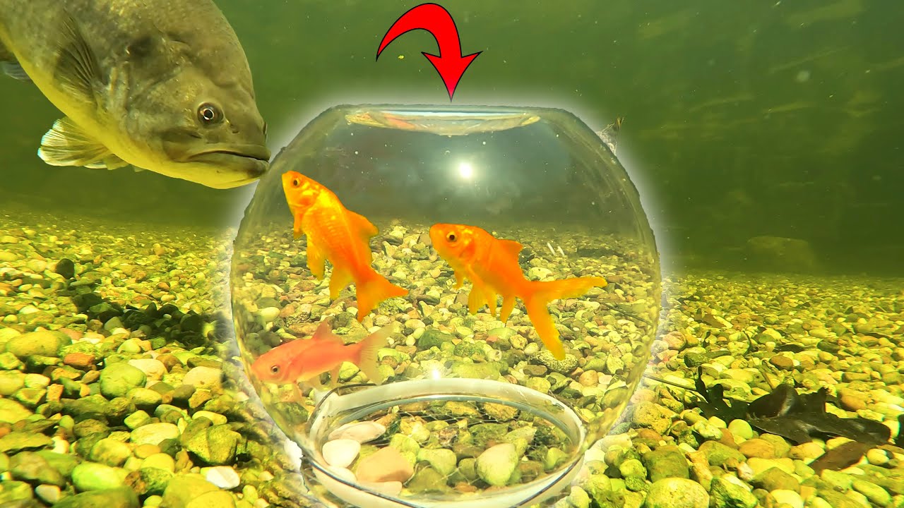 Pet Fish Meet Predator Fish!