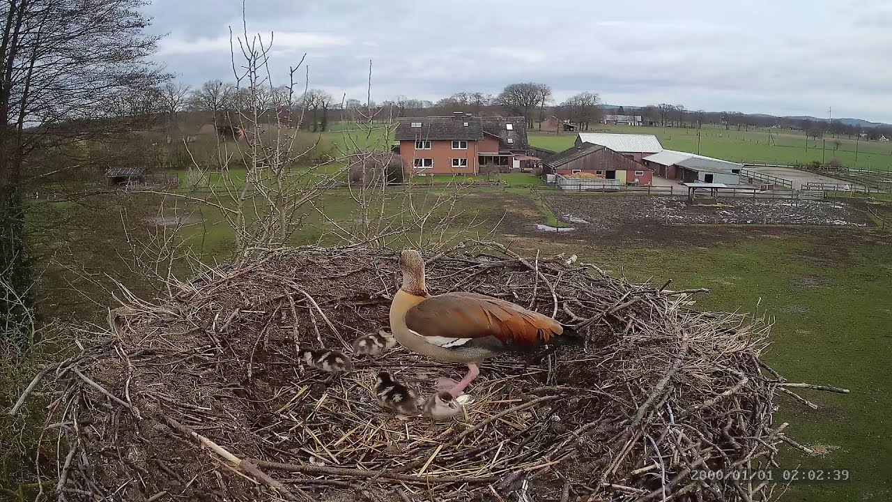 Nilgänse, Absprung aus dem Storchennest