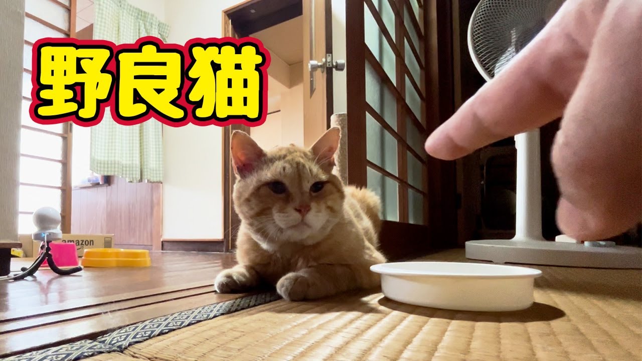 【野良猫】指 近づけてみた