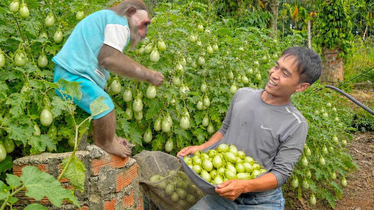 CUTIS & Dad's Busy Farmer Day,Harvesting The Most Special Fruit Vietnam