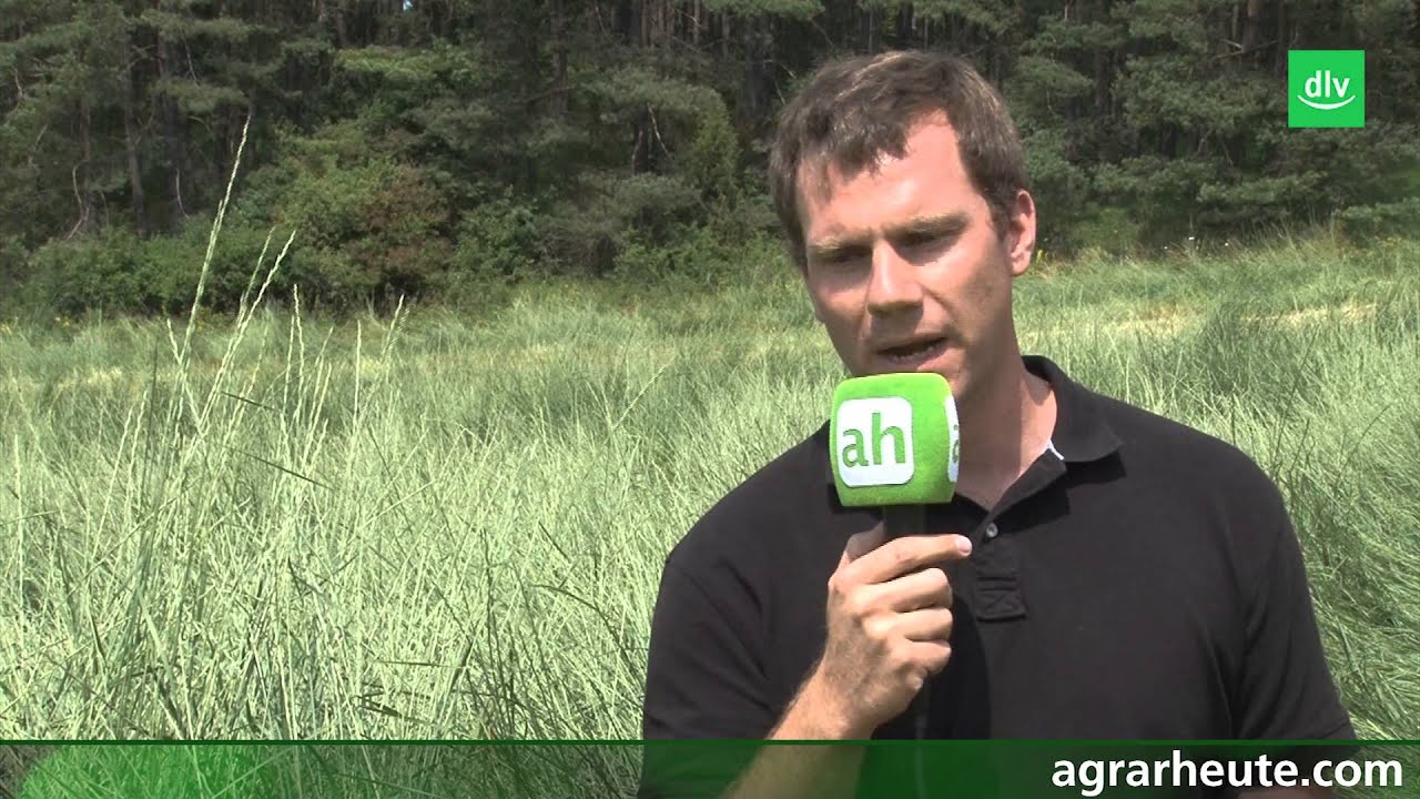 Riesenweizengras als Alternative für die Biogasanlage?