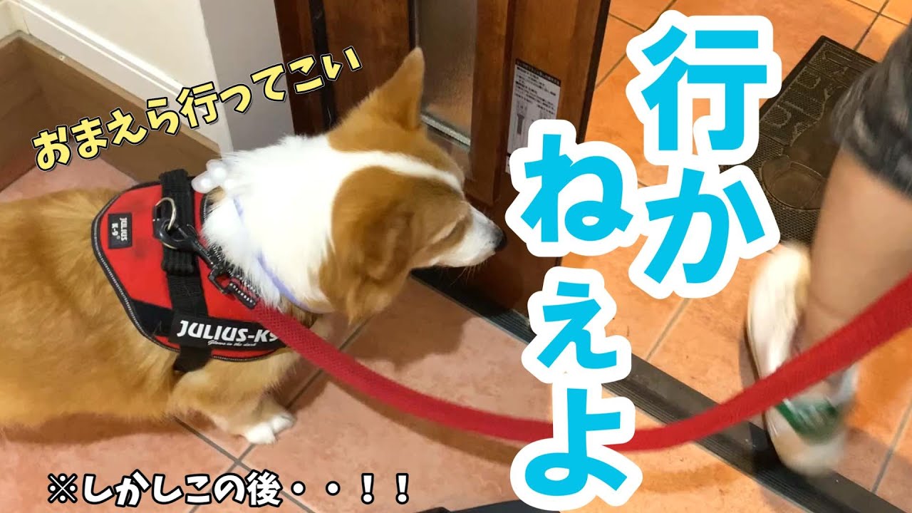 さんぽ拒否の愛犬を歩かせるため、父が考えたまさかの方法とは！？