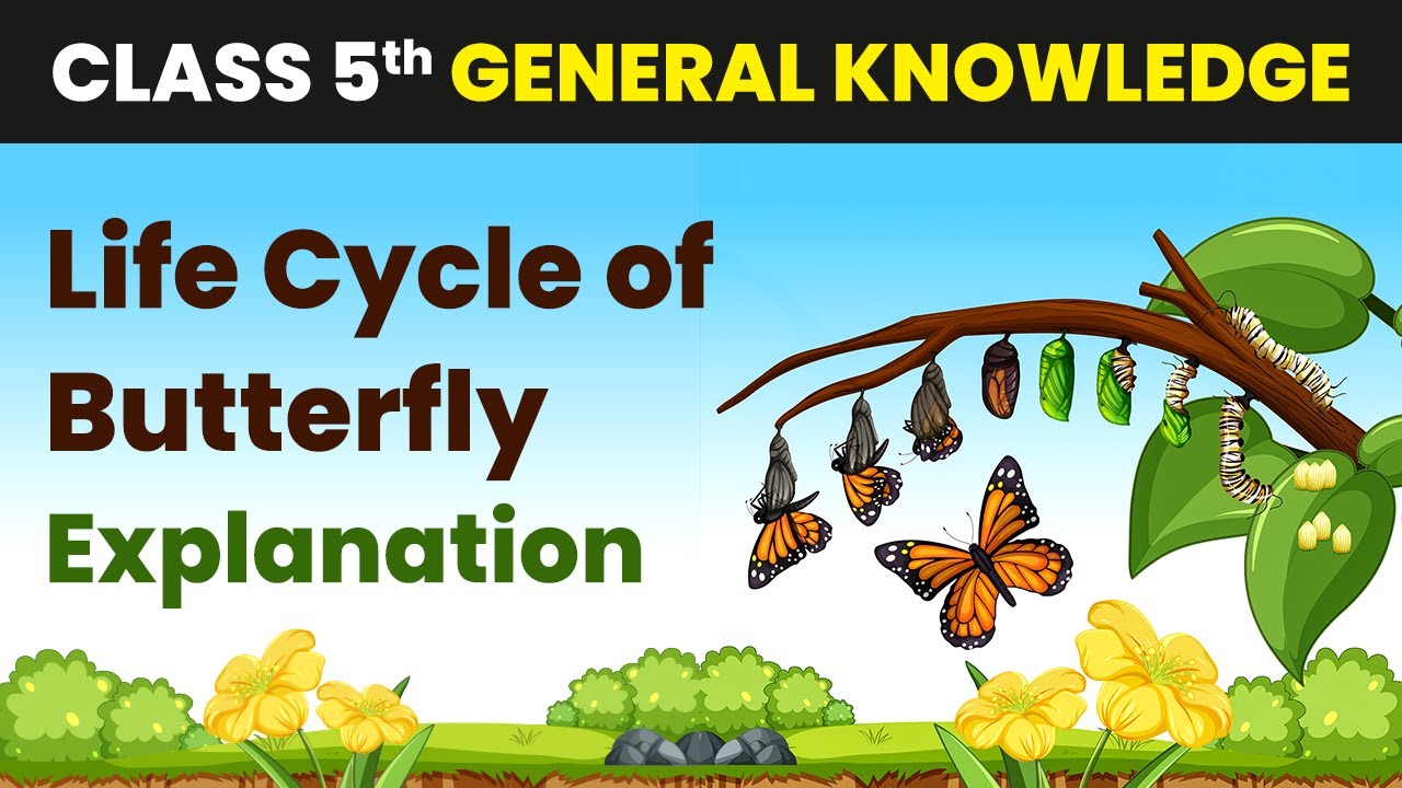 Life Cycle of Butterfly - Explanation | Class 5 General Knowledge | CBSE 2024-25