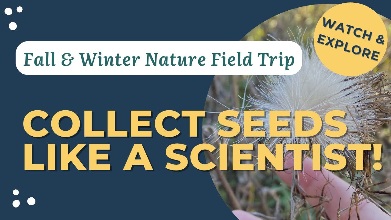 Fall & Winter Seed Collection | Family Nature Field Trip & Scavenger Hunt