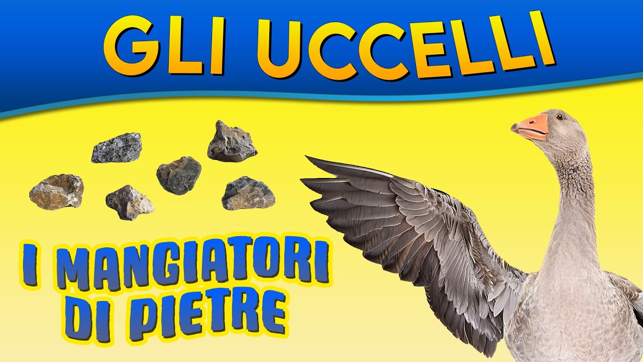 Gli uccelli: i mangiatori di pietre ► Puntata 6