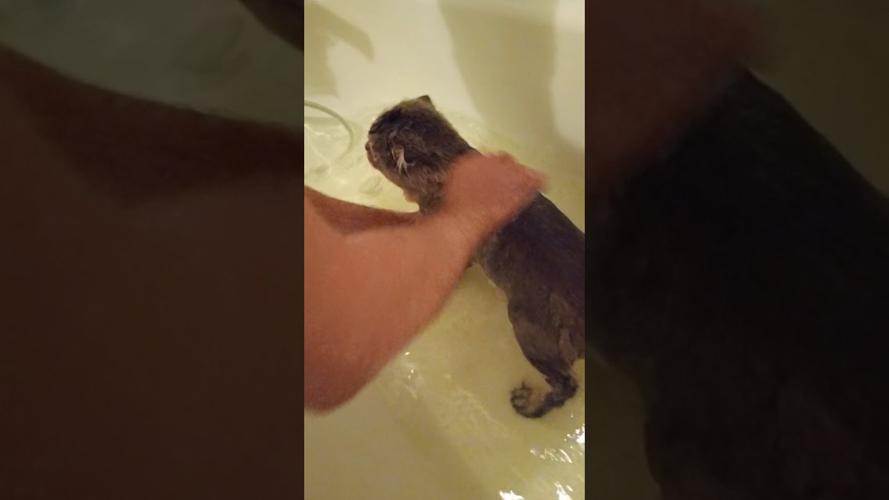 Funny Cat Bath Time 🐱 | Videos for Cats to Watch ! LIVE!