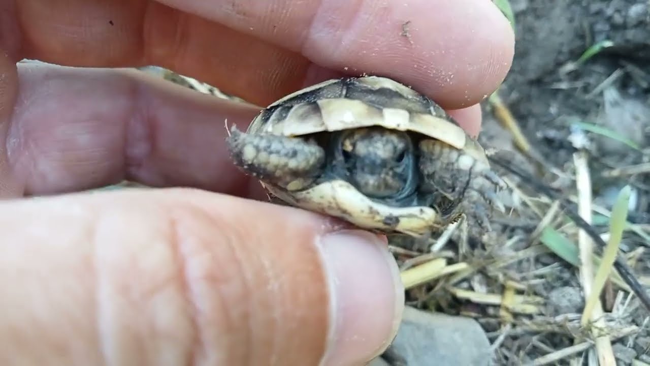 Continua la schiusa delle uova di tartaruga 🐣🐢🎉✨👏