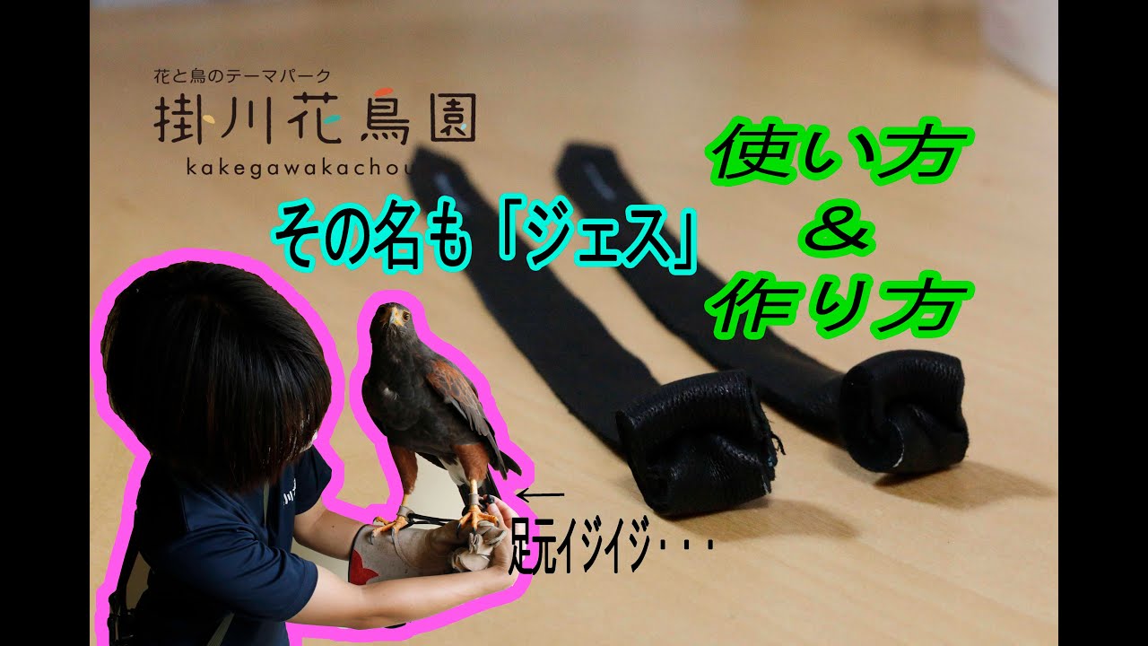 【掛川花鳥園公式】猛禽類に使う道具は手作りする事が多い。Jess making : A tool for training raptors