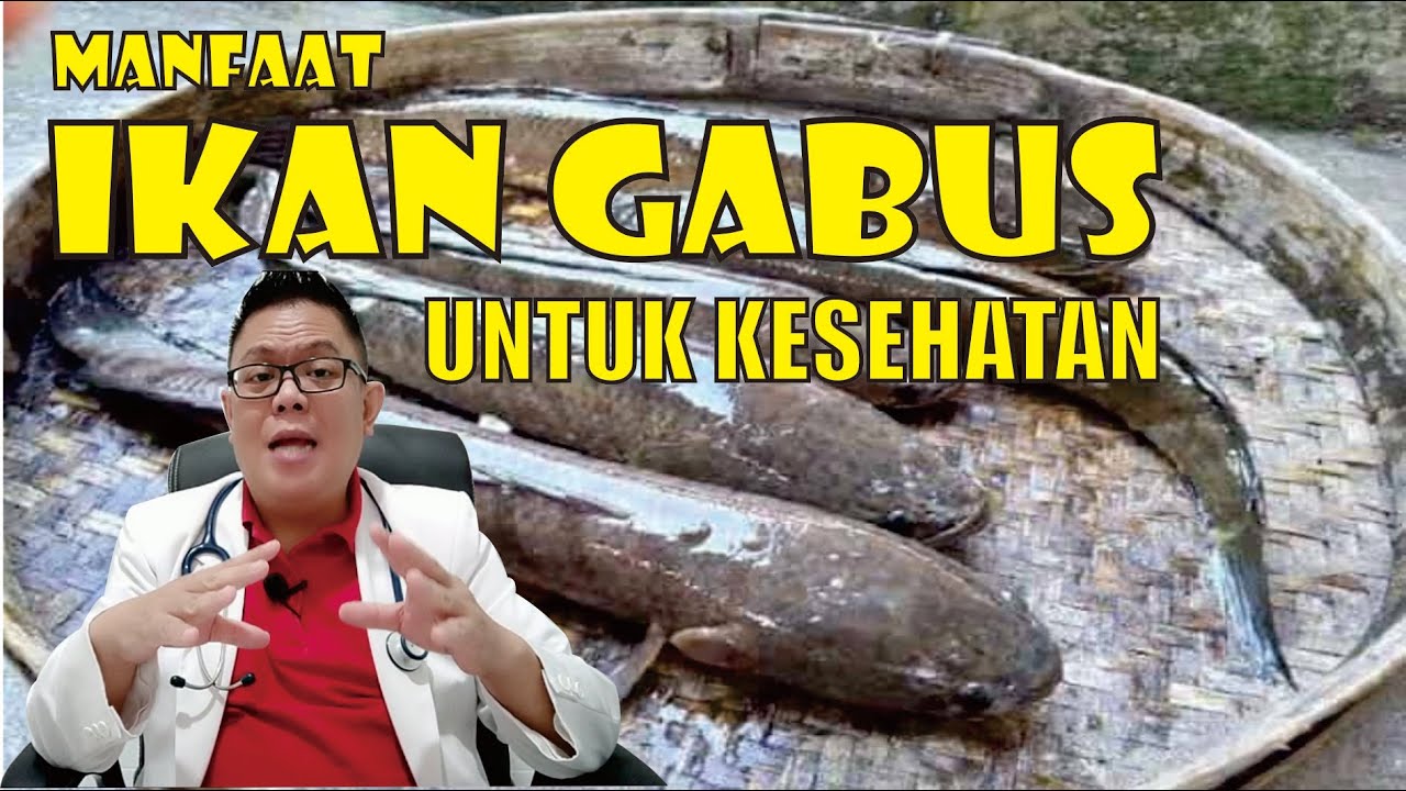 MANFAAT IKAN GABUS UNTUK KESEHATAN