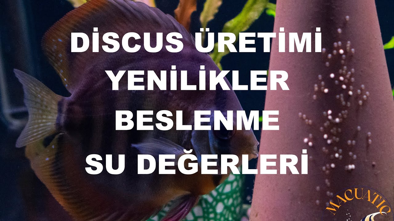 DİSCUS ÜRETİMİNDE SU DEĞERLERİ NASIL OLMALI? YAPTIĞIM HATALAR VE MANTARLAŞMA SORUNUNA YAKLAŞIMIM!