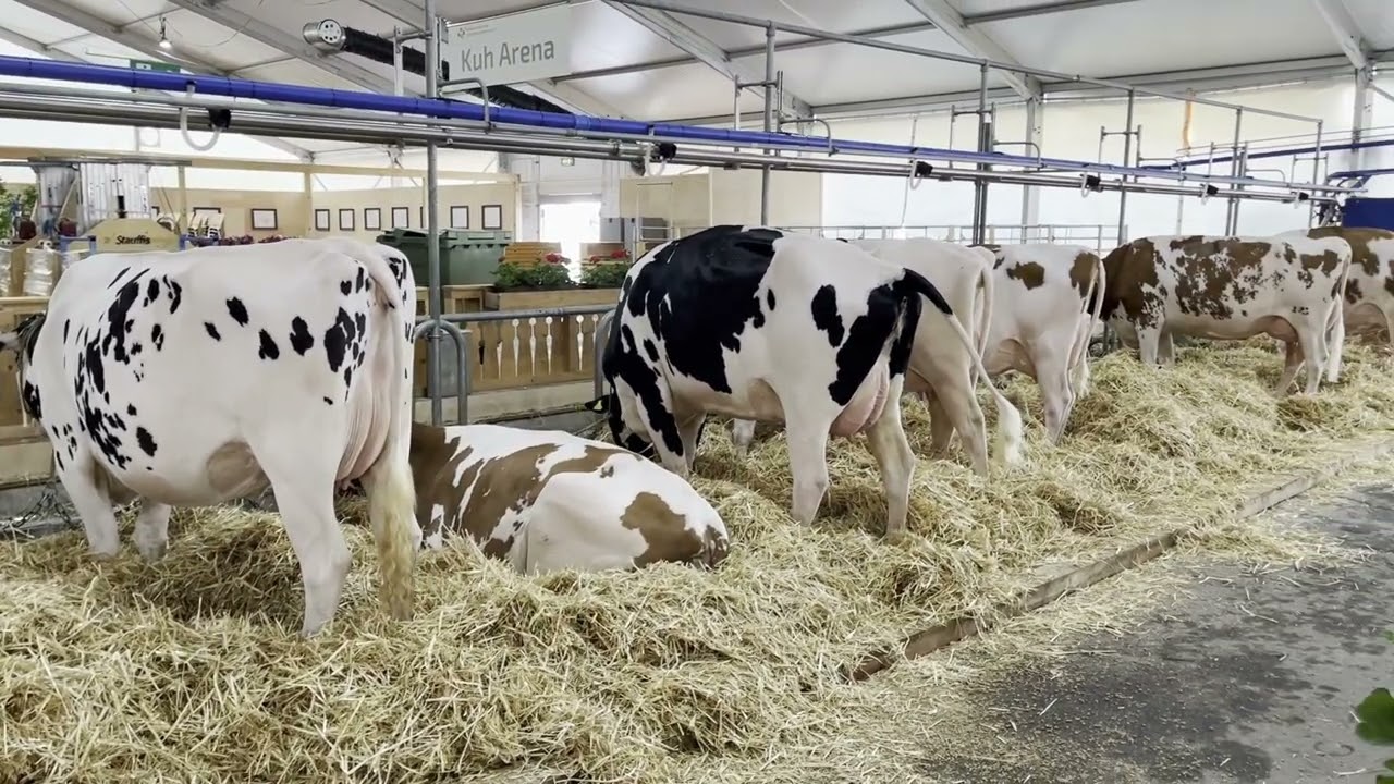 Aufmarsch der Ausstellungskühe an der BEA 2024