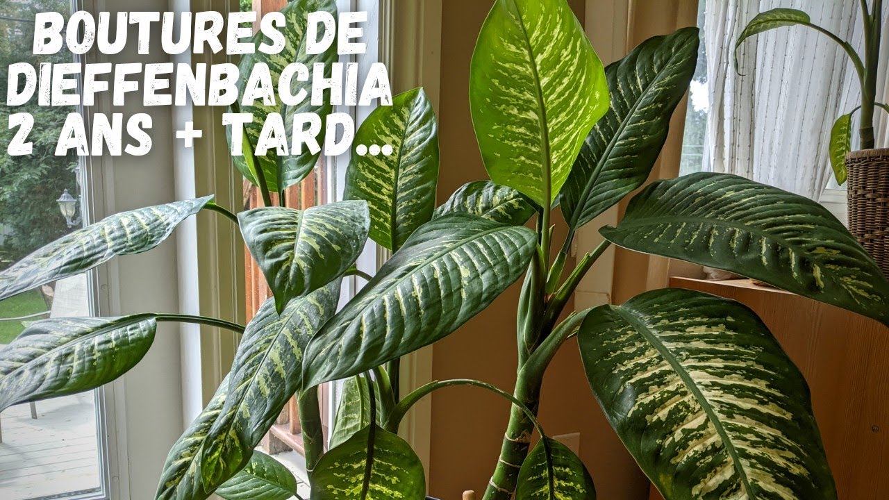 Dieffenbacchia : mes boutures, deux ans plus tard!
