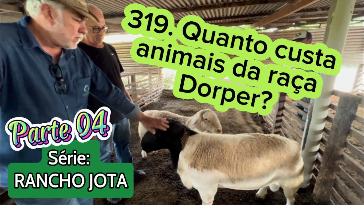 319. QUANTO CUSTA ANIMAIS DA RAÇA DORPER - SÉRIE RANCHO JOTA - Parte 04