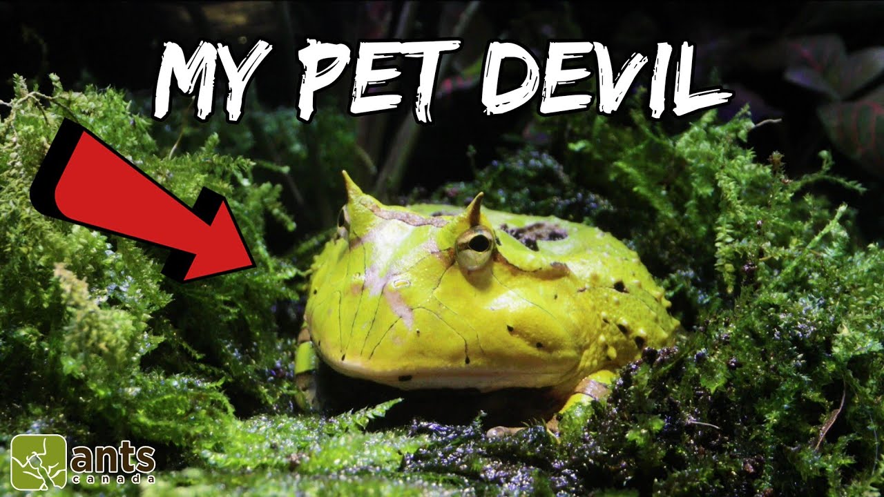 My New Pet Devil (Surinam Horned Frog)