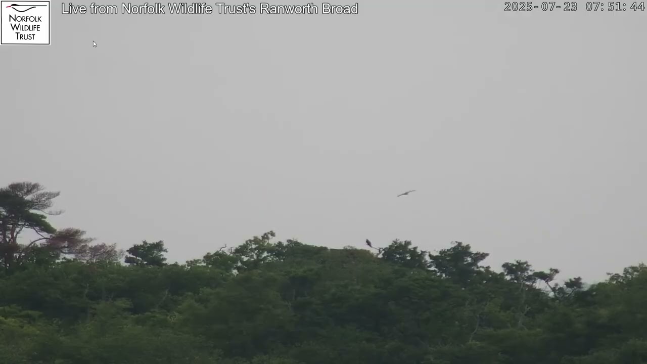 Osprey fledge at Norfolk Wildlife Trust's Ranworth Broad Nature Reserve