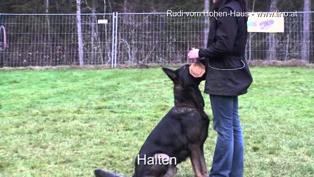 Rudi vom Hohen-Haus apportieren