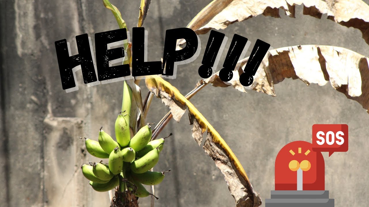 Help! My Banana Tree Is Dying/ I Need Some Tips