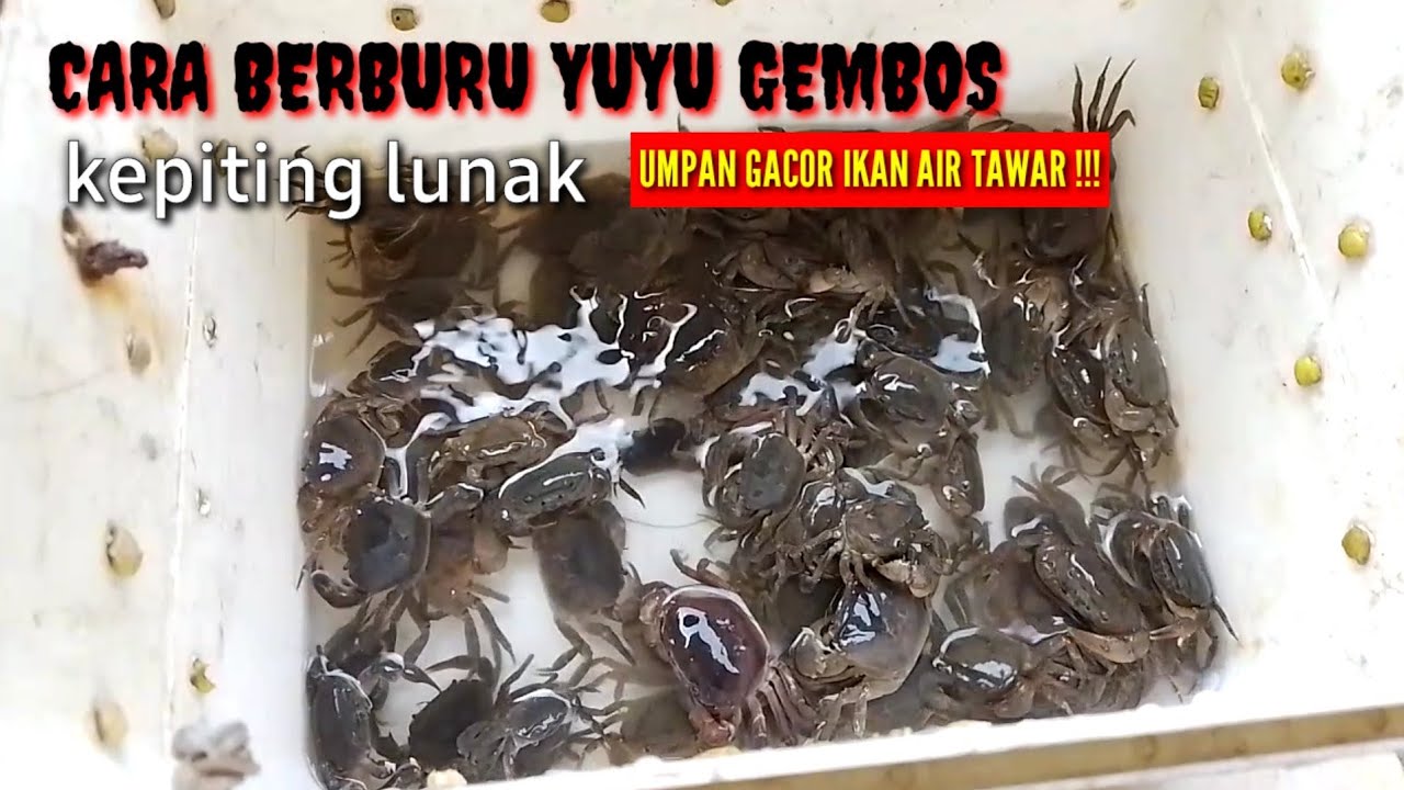 CARA BERBURU YUYU GEMBOS // KEPITING LUNAK // UMPAN GACOR IKAN AIR TAWAR !!!