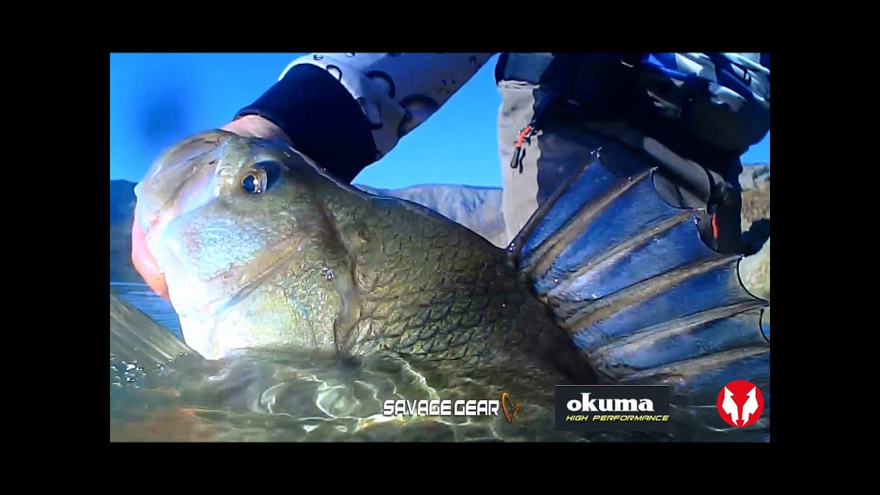 Carolina rig for perch fishing