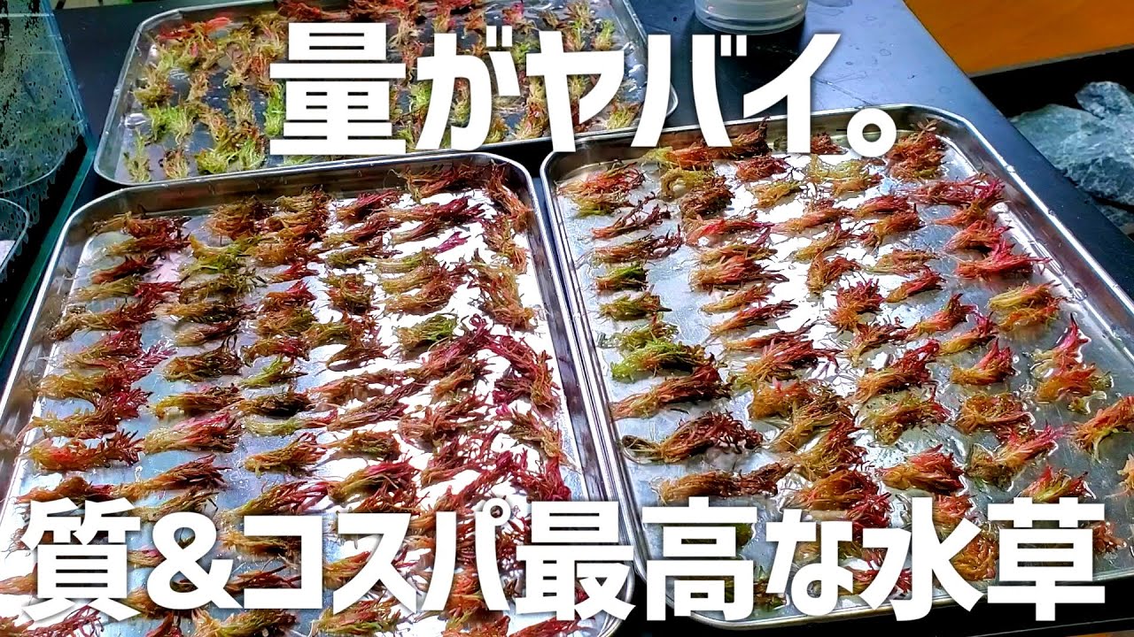 量&質&コスパ最高な一番オススメな水草を解説。#261【アクアリウム】