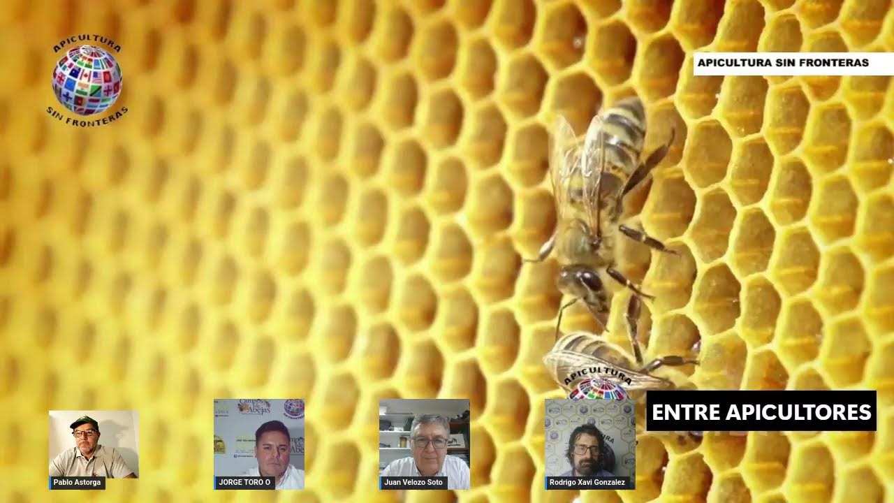 Avances de la Ciencia respecto a la GENETICA APICOLA con RESULTADOS COMPROBADOS