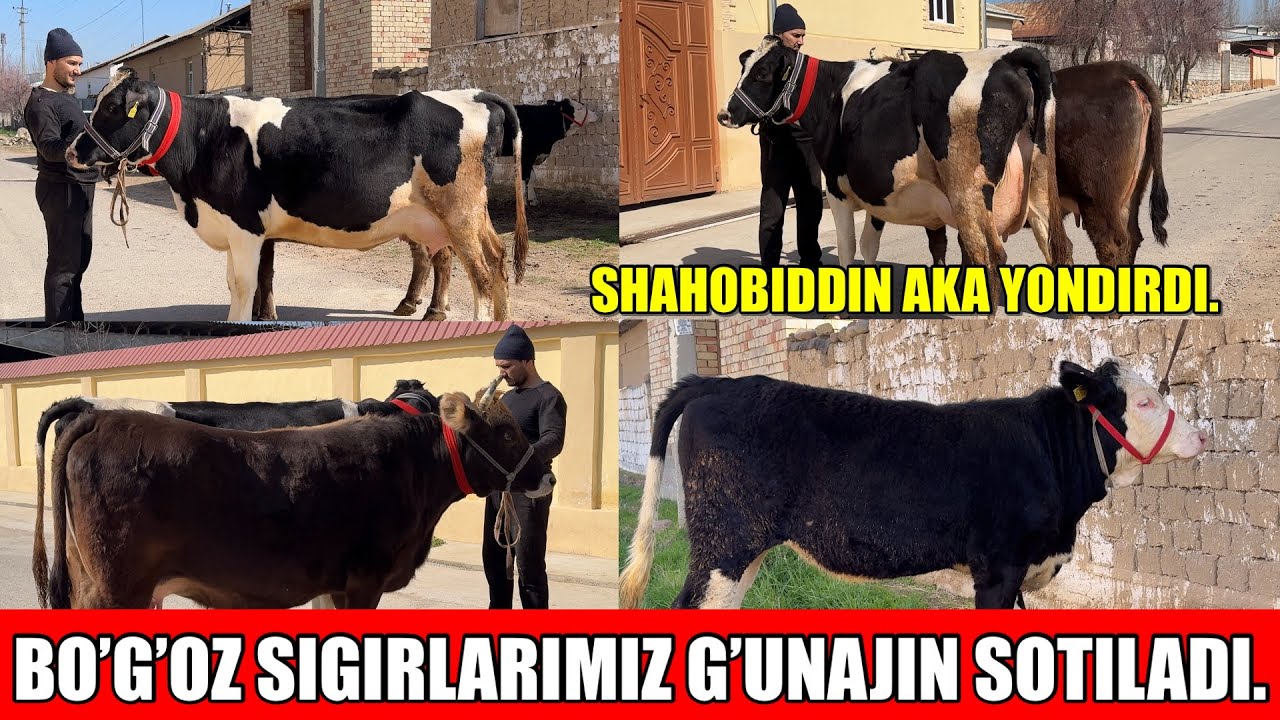 ETUK BO’G’OZ SIGIRLARIMIZ SIMENTALGA GIBRIT G’UNAJIN SOTILADI.