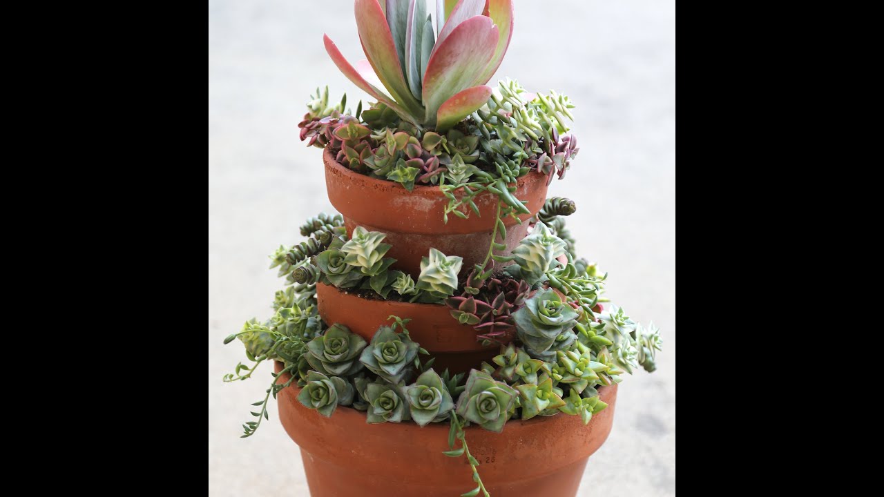 Plant Stacked Crassulas in Stacked Pots