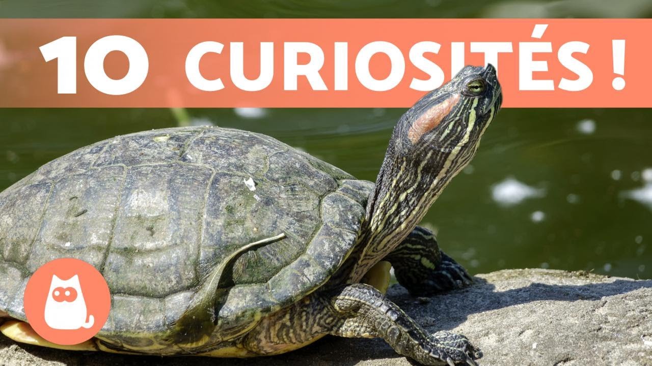 10 CURIOSIT&Eacute;S sur les TORTUES que vous ne connaissiez pas 🐢