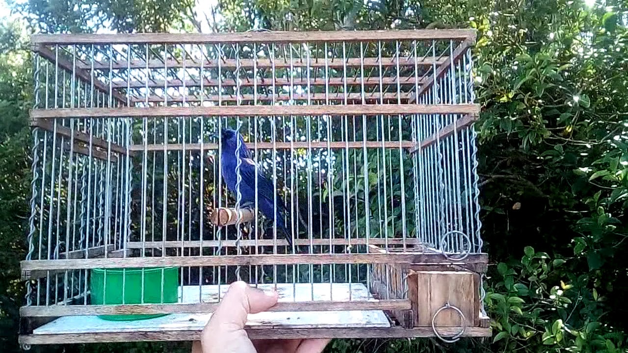 Cardenal Azul El 