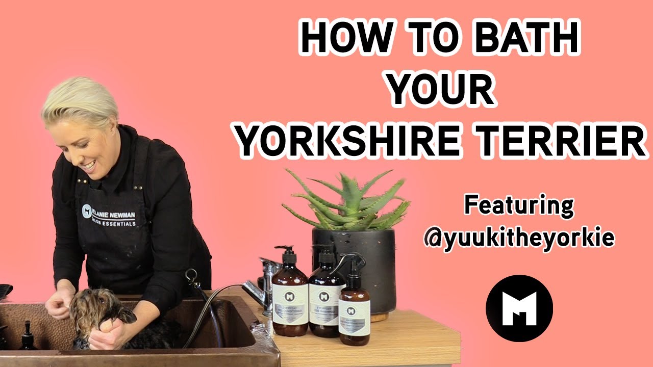 How to bath your Yorkshire Terrier