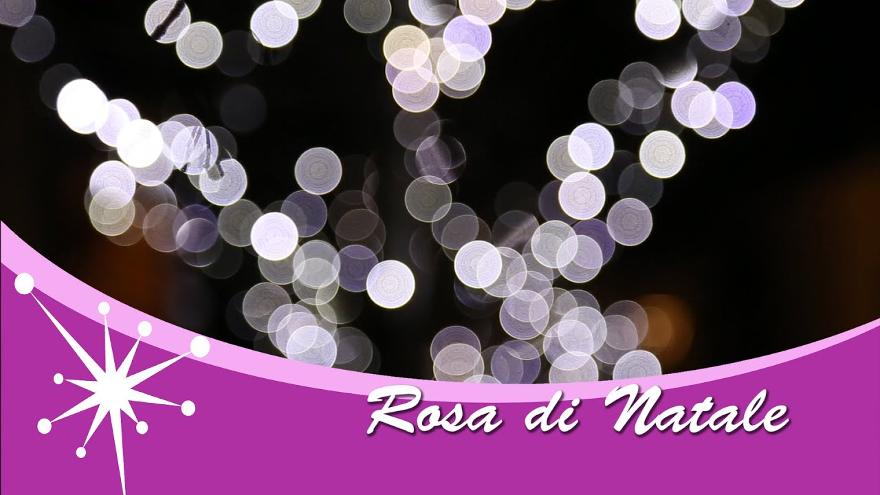 Rosa di Natale