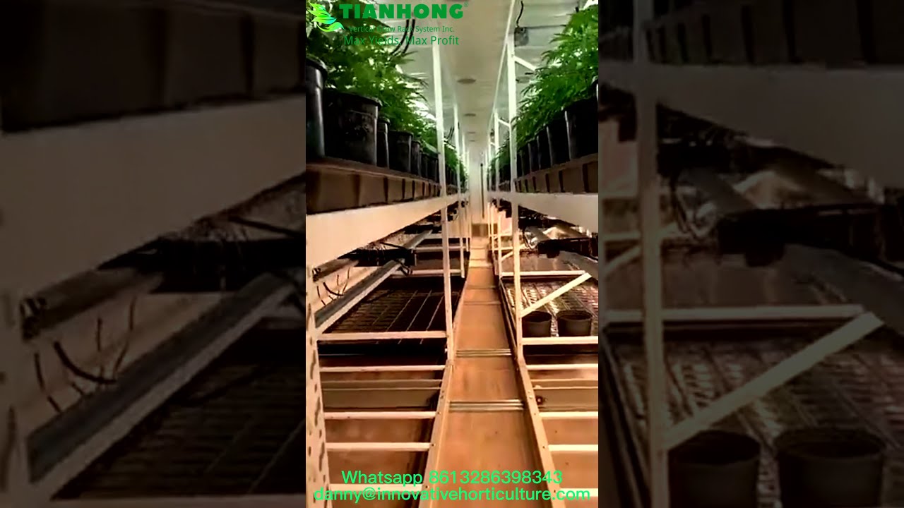 Marijuana Industry Insight: How Vertical/Multi-Level Growing System Double Cannabis Yields ?