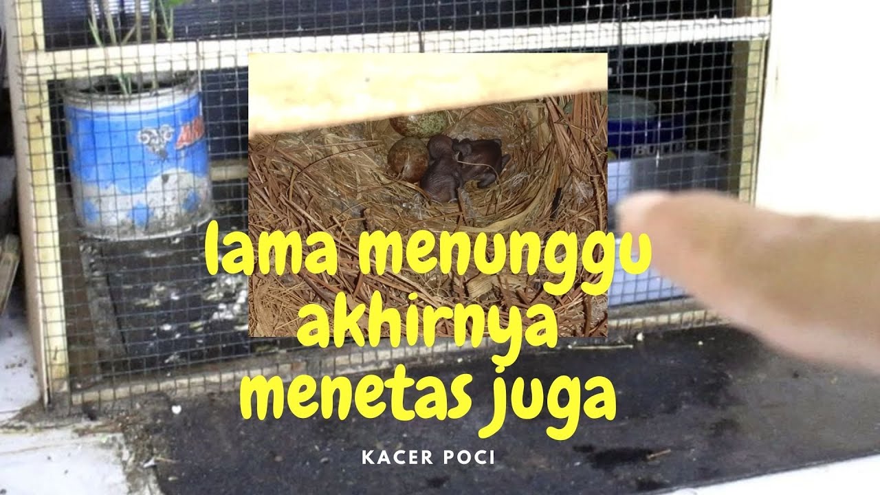 TELUR KACER MENETAS