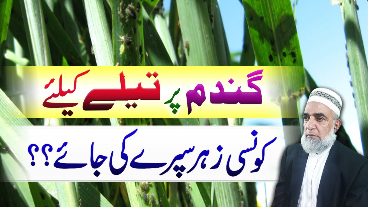 Which is best spray for aphid control in wheat crop || Crop Reformer