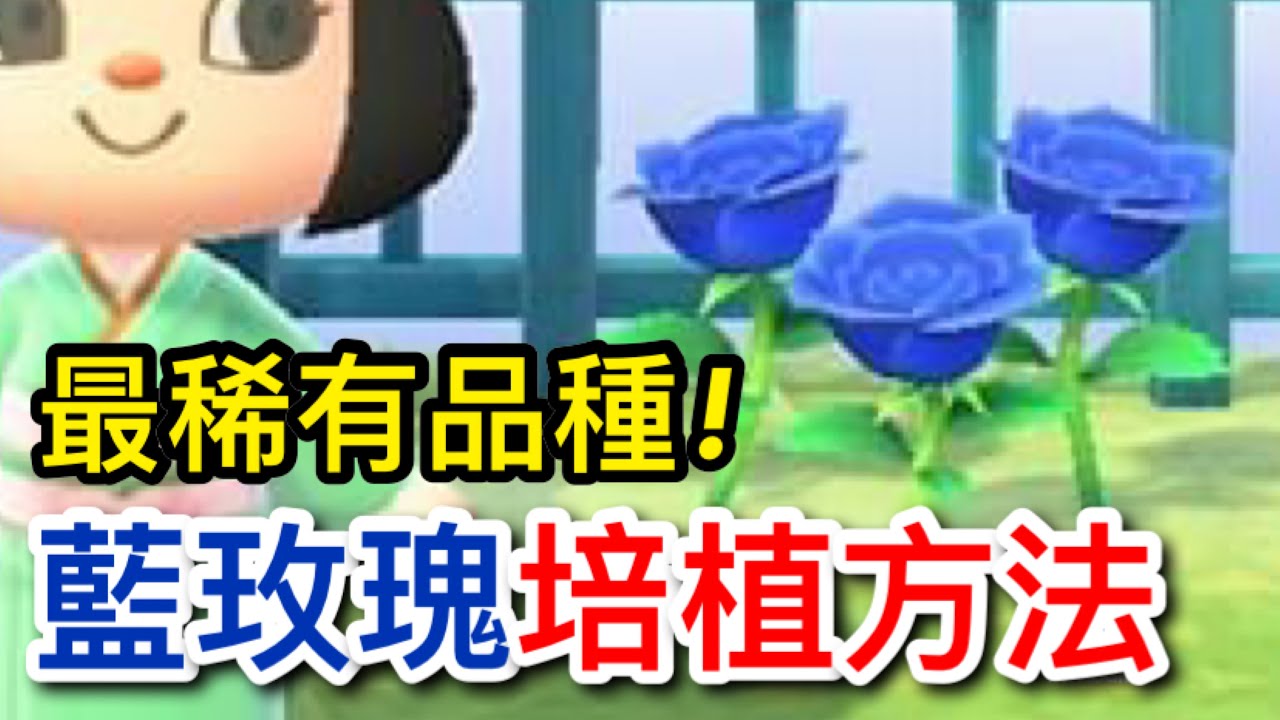 最稀有品種！夢幻般的藍玫瑰培植方法【集合啦！動物森友會】任天堂, Nintendo Switch