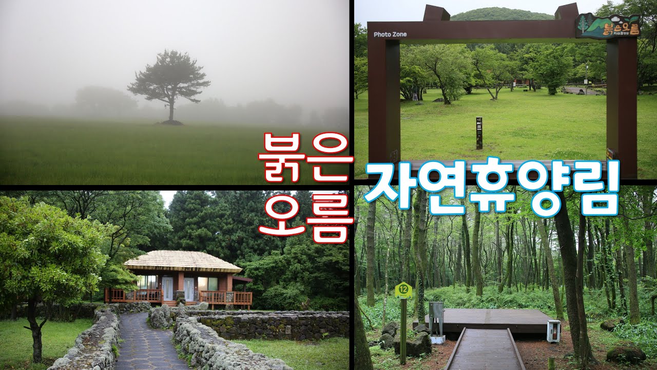 비오는 날 추천하는 붉은오름자연휴양림 ver. 202406ㅣ(제주도 서귀포시)휴양림 4K ep.29
