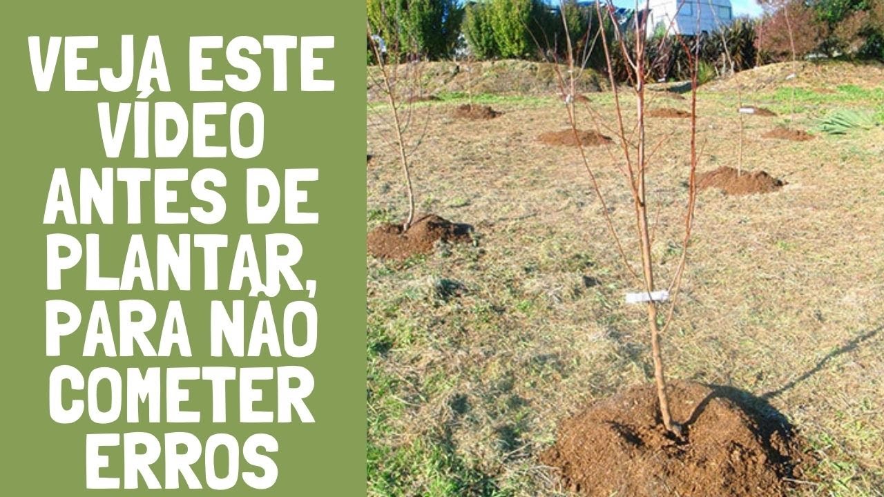 QUAL É A DISTANCIA CORRETA PARA PLANTAR ÁRVORES FRUTIFERAS?