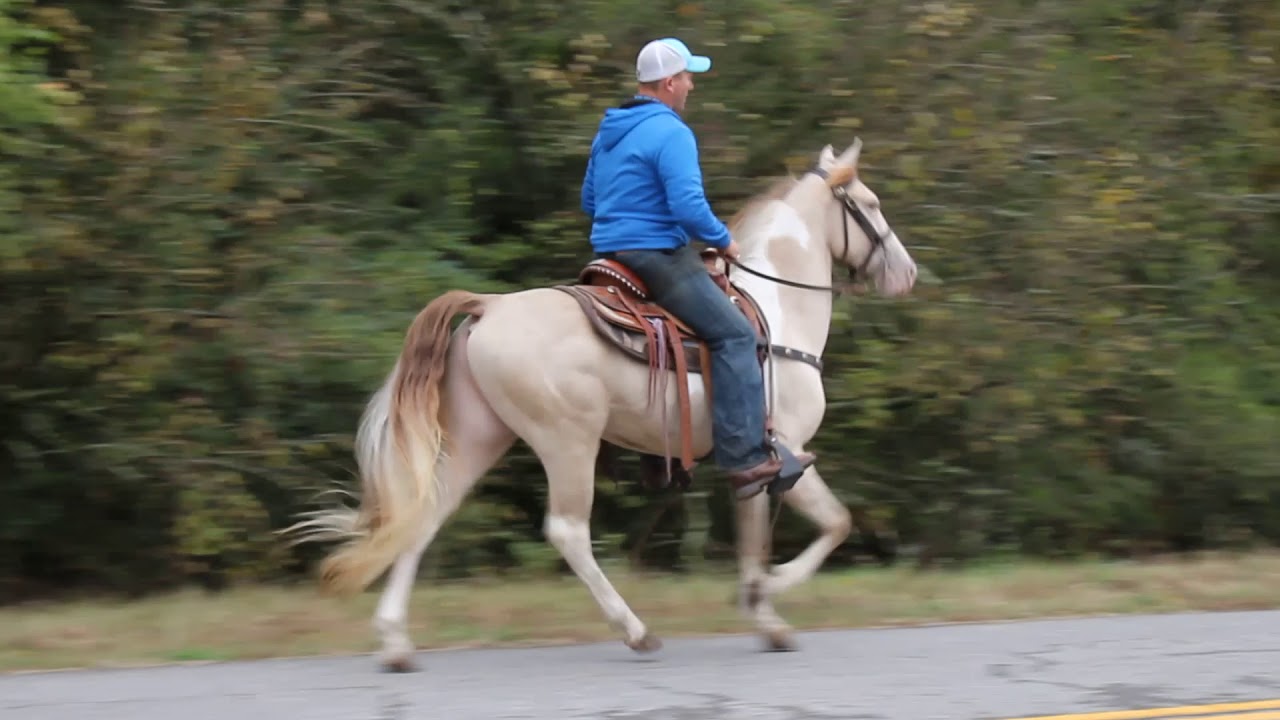 McNatt Farms Wise's Ivory Einstein Amber Champagne Spotted Horse