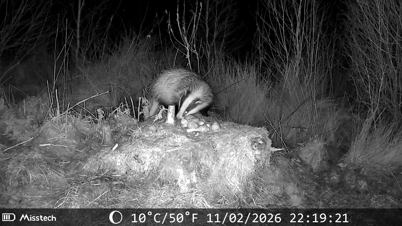 Badger Eating Chicken Drumsticks