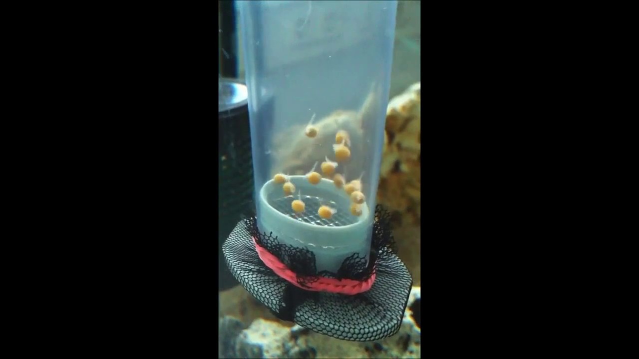 Egg Tumbler for Cichlids - Fry Growth