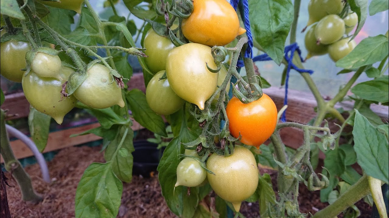104. Tomater modner raskere hvis du gjør dette
