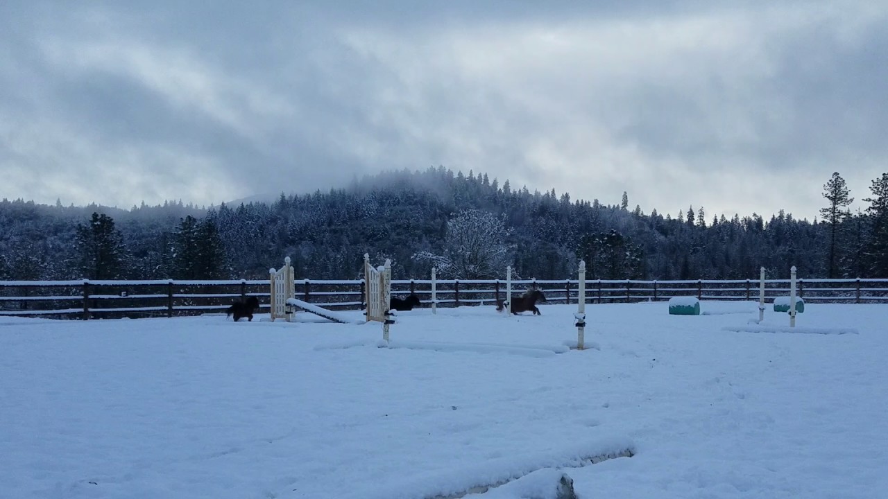 Miniature horses playing in the snow